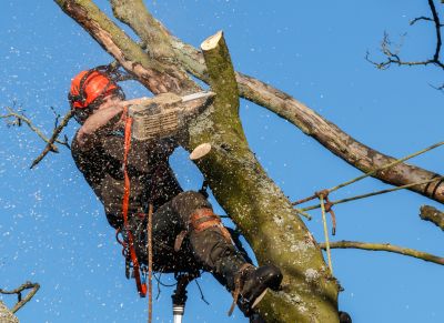 Local Peach Tree Trimming pros at work