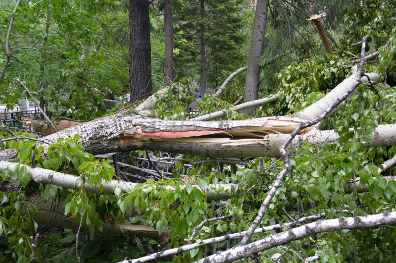 Birch Tree Removal in Montgomery County, PA