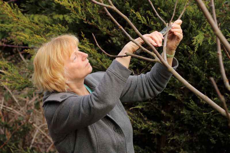 Bradford Pear Tree Pruning in Doylestown, PA
