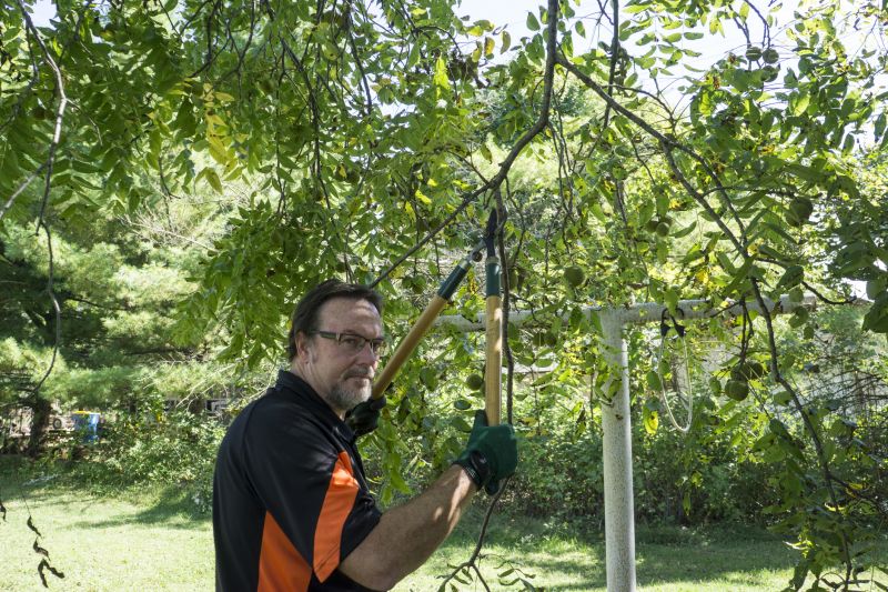 Branches Pruning in Allentown, PA