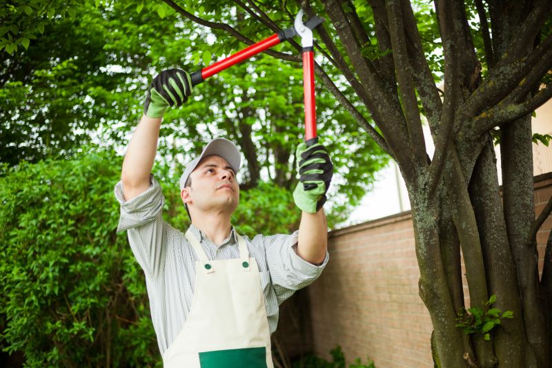Peach Tree Trimming