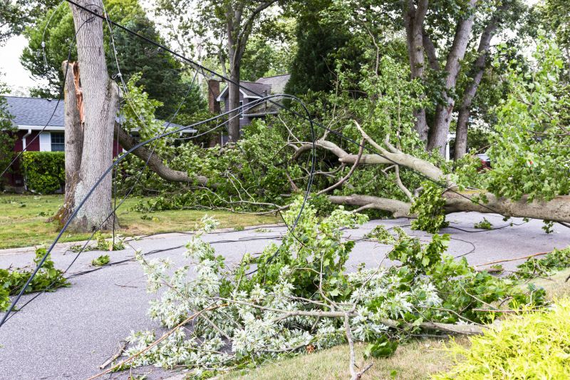 Storm Damage Tree