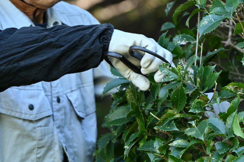 Juniper Pruning in Aiken, SC