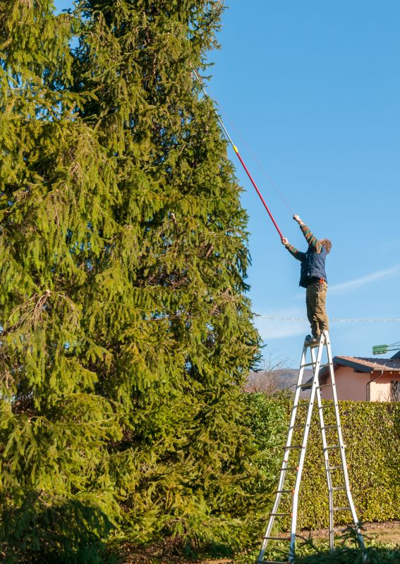 Peach Tree Trimming