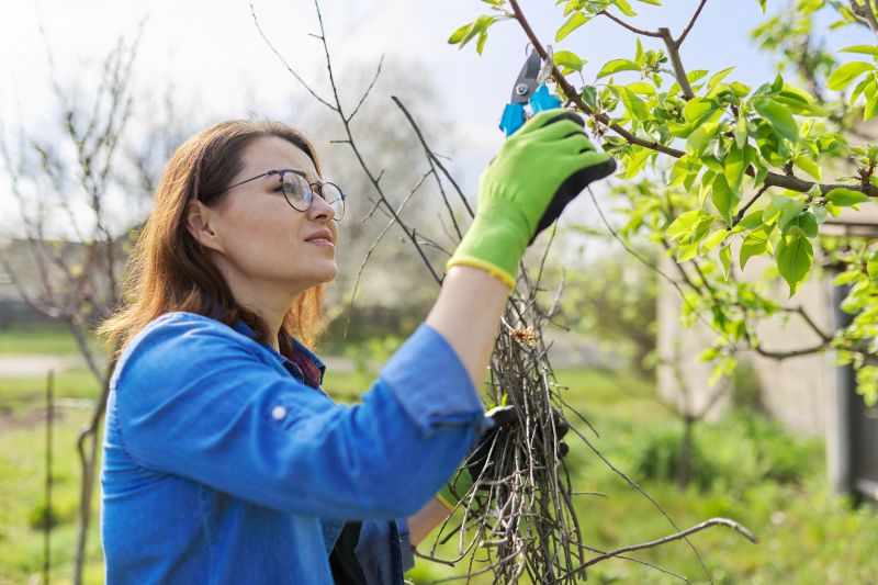 Peach Tree Trimming in Spring
