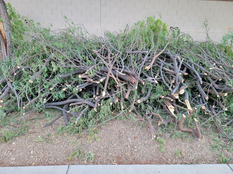 Late Winter Peach Tree Trimming