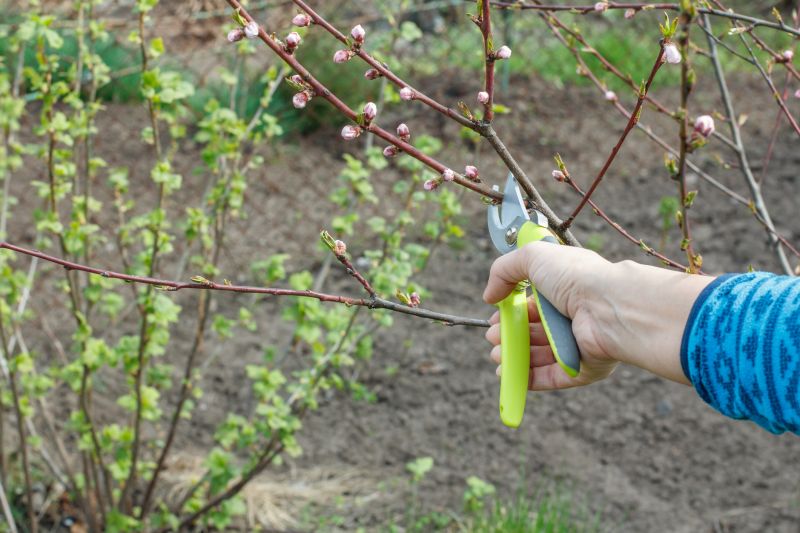 Peach Tree Pruning Tools