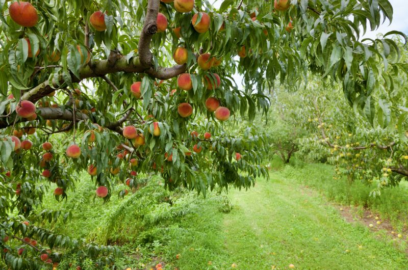 Healthy Peach Tree