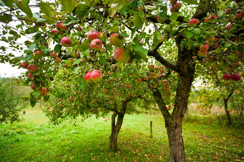 Orchard Landscape