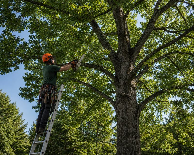 Tree Shearing in Reno, NV
