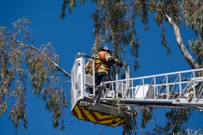 Arborist Climbing Gear