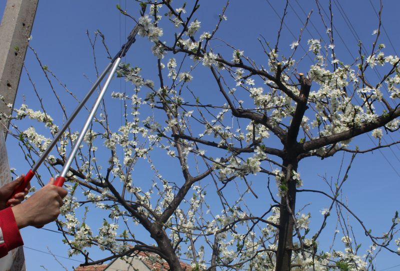 Optimal Timing for Fruit Trees