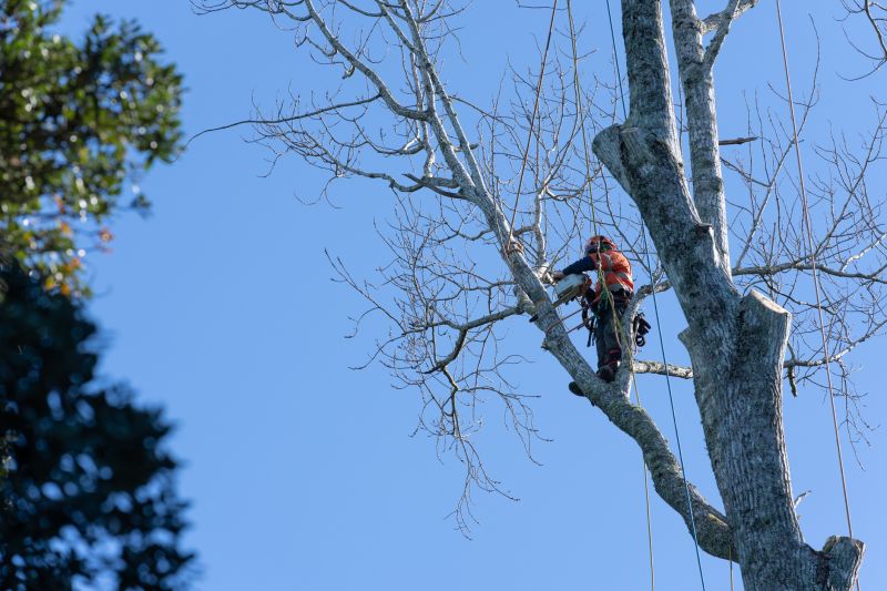 Arborists with Equipment