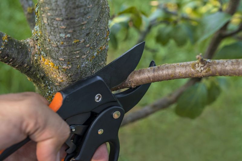 Willow Tree Removal in Reno, NV