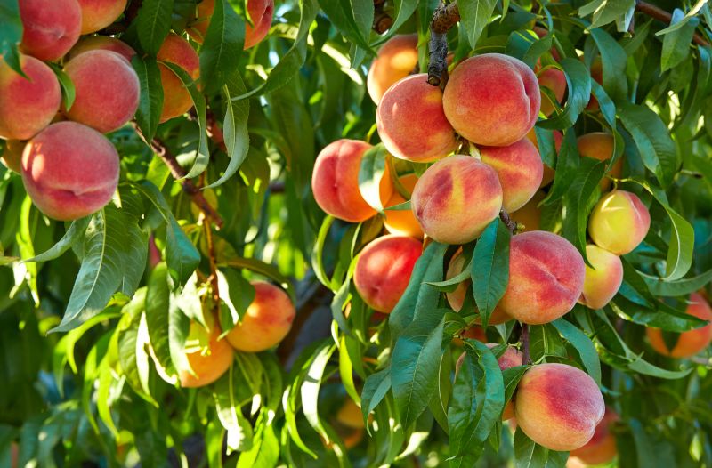 Promote Healthy Growth