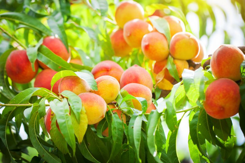 Increase Fruit Production